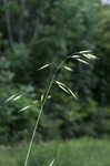 Rye brome